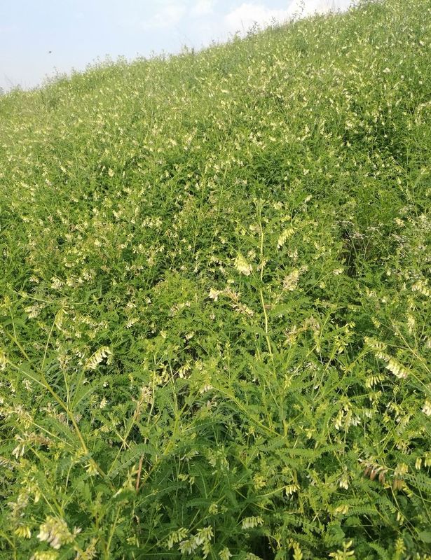 98+% Astragaloside 4 Astragal-Wurzel-entzündungshemmende verbessernde Herz-Lungen-Funktion HPLC-ELSD
